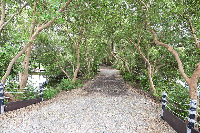 Z9+663梅雨季拍燕子，介紹落日灣、右岸濕地、鵬村濕地和鳥仔咖。加映Z6III拍燕子及崁頂生態公園。