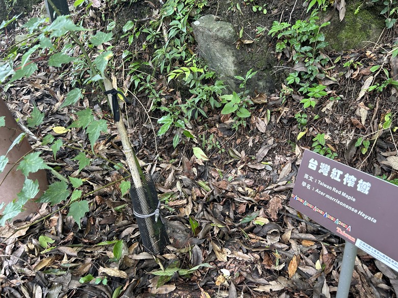 梨山賓館希利克步道森林健行