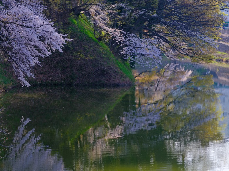 日本自駕賞櫻行