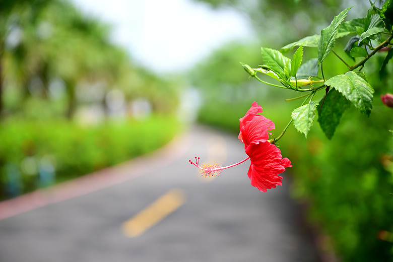 Z9+663梅雨季拍燕子，介紹落日灣、右岸濕地、鵬村濕地和鳥仔咖。加映Z6III拍燕子及崁頂生態公園。