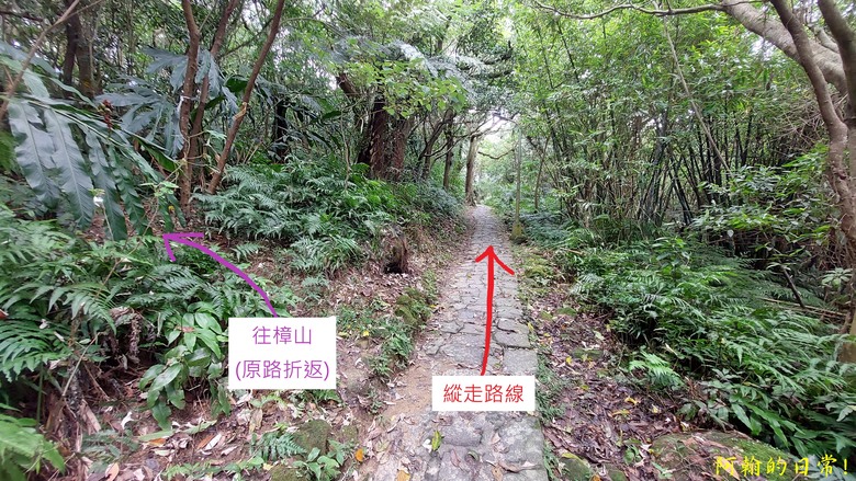 [2024 台北大縱走第七段] 竹柏參道 → 飛龍步道政大後山｜貓空來支霜淇淋｜充滿田園風光的樟樹步道