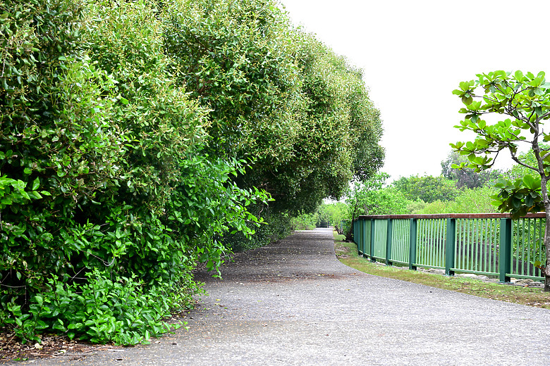 Z9+663梅雨季拍燕子，介紹落日灣、右岸濕地、鵬村濕地和鳥仔咖。加映Z6III拍燕子及崁頂生態公園。