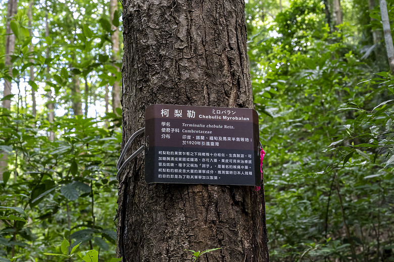 點我看大圖 美濃雙溪熱帶樹木園及黃蝶翠谷半日遊
