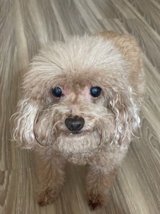 喜樂寵宴 極寵宴保健凍乾飼料心得分享