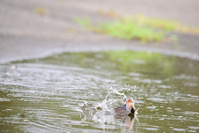 Z9+663梅雨季拍燕子，介紹落日灣、右岸濕地、鵬村濕地和鳥仔咖。加映Z6III拍燕子及崁頂生態公園。