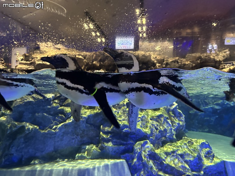 東京之旅｜東京晴空塔下的神祕的海洋奇妙冒險：墨田水族館一遊
