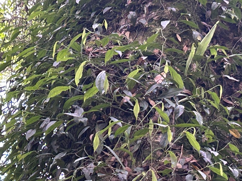 梨山賓館希利克步道森林健行