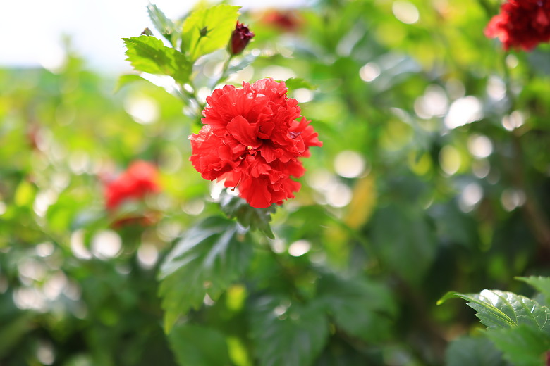 Canon RF 35mm f/1.4L VCM 評測報告｜攝錄一體、更輕更小更強大！