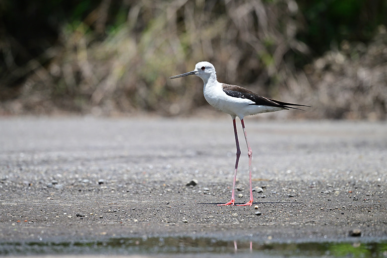 Z9+663梅雨季拍燕子，介紹落日灣、右岸濕地、鵬村濕地和鳥仔咖。加映Z6III拍燕子及崁頂生態公園。
