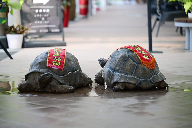 Z9+663梅雨季拍燕子，介紹落日灣、右岸濕地、鵬村濕地和鳥仔咖。加映Z6III拍燕子及崁頂生態公園。