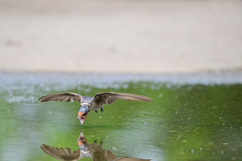 Z9+663梅雨季拍燕子，介紹落日灣、右岸濕地、鵬村濕地和鳥仔咖。加映Z6III拍燕子及崁頂生態公園。