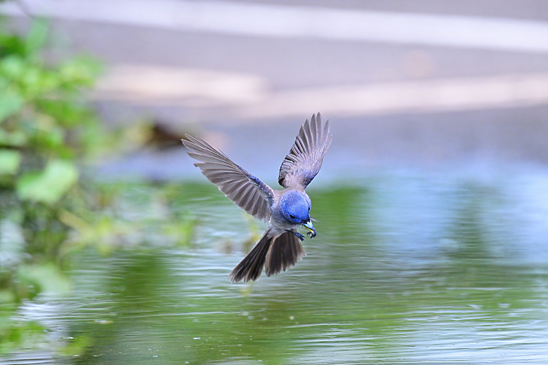 Z9+663梅雨季拍燕子，介紹落日灣、右岸濕地、鵬村濕地和鳥仔咖。加映Z6III拍燕子及崁頂生態公園。