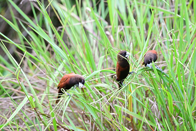 Z9+663梅雨季拍燕子，介紹落日灣、右岸濕地、鵬村濕地和鳥仔咖。加映Z6III拍燕子及崁頂生態公園。