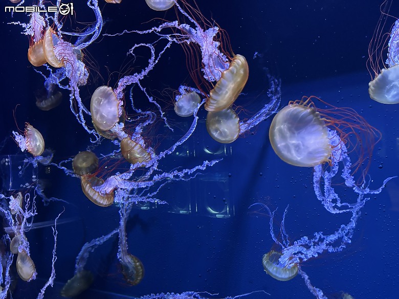 東京之旅｜東京晴空塔下的神祕的海洋奇妙冒險：墨田水族館一遊