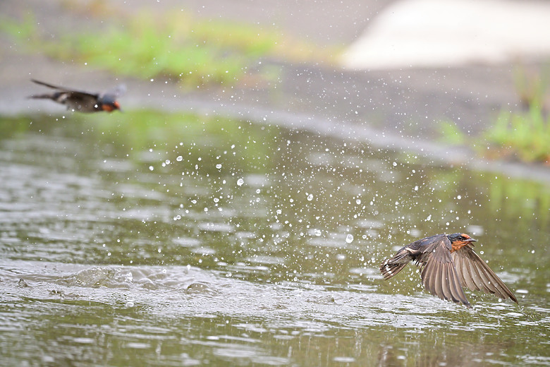 Z9+663梅雨季拍燕子，介紹落日灣、右岸濕地、鵬村濕地和鳥仔咖。加映Z6III拍燕子及崁頂生態公園。