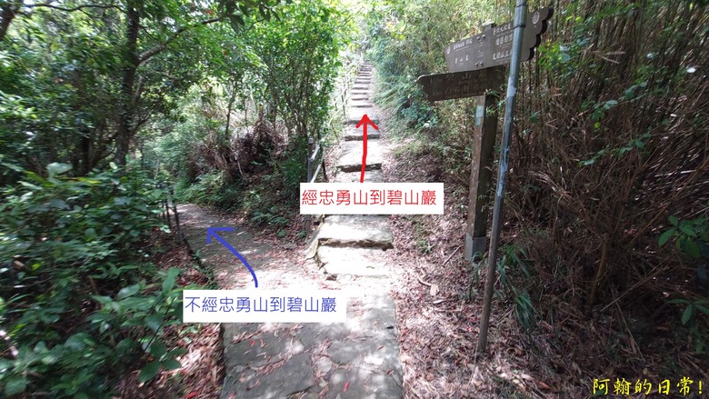 [2024 台北大縱走第五段] 捷運劍潭站 → 碧山巖｜遇到不知死活的眼鏡蛇｜台北市區、山巒美景 盡收眼底