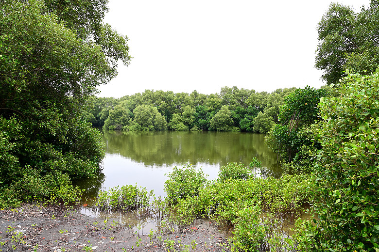 Z9+663梅雨季拍燕子，介紹落日灣、右岸濕地、鵬村濕地和鳥仔咖。加映Z6III拍燕子及崁頂生態公園。