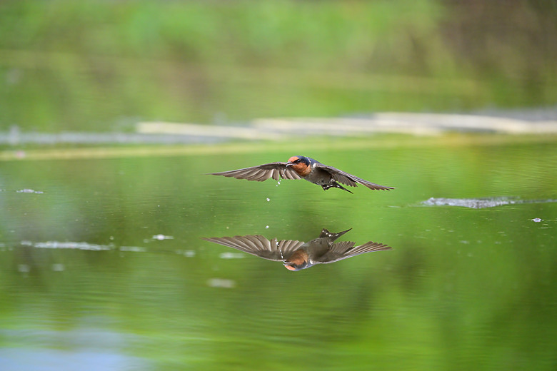 Z9+663梅雨季拍燕子，介紹落日灣、右岸濕地、鵬村濕地和鳥仔咖。加映Z6III拍燕子及崁頂生態公園。