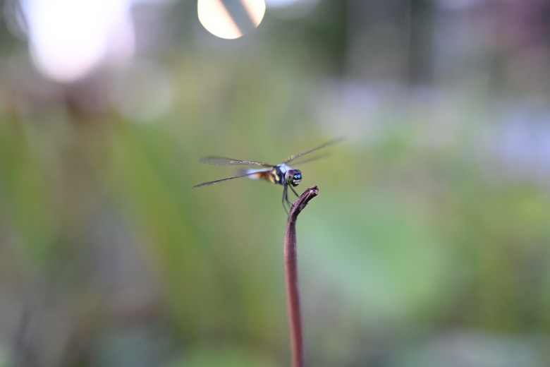 尼康 Z35mm f/1.4 VS Z35mm f/1.8s 鏡頭比較