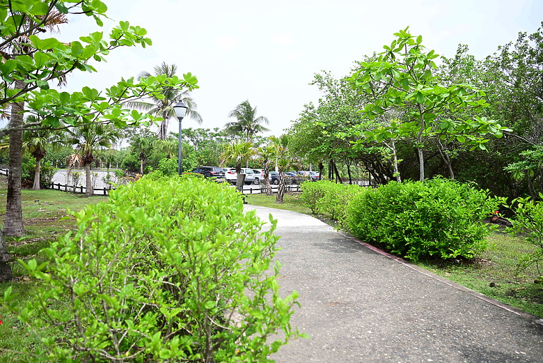 Z9+663梅雨季拍燕子，介紹落日灣、右岸濕地、鵬村濕地和鳥仔咖。加映Z6III拍燕子及崁頂生態公園。