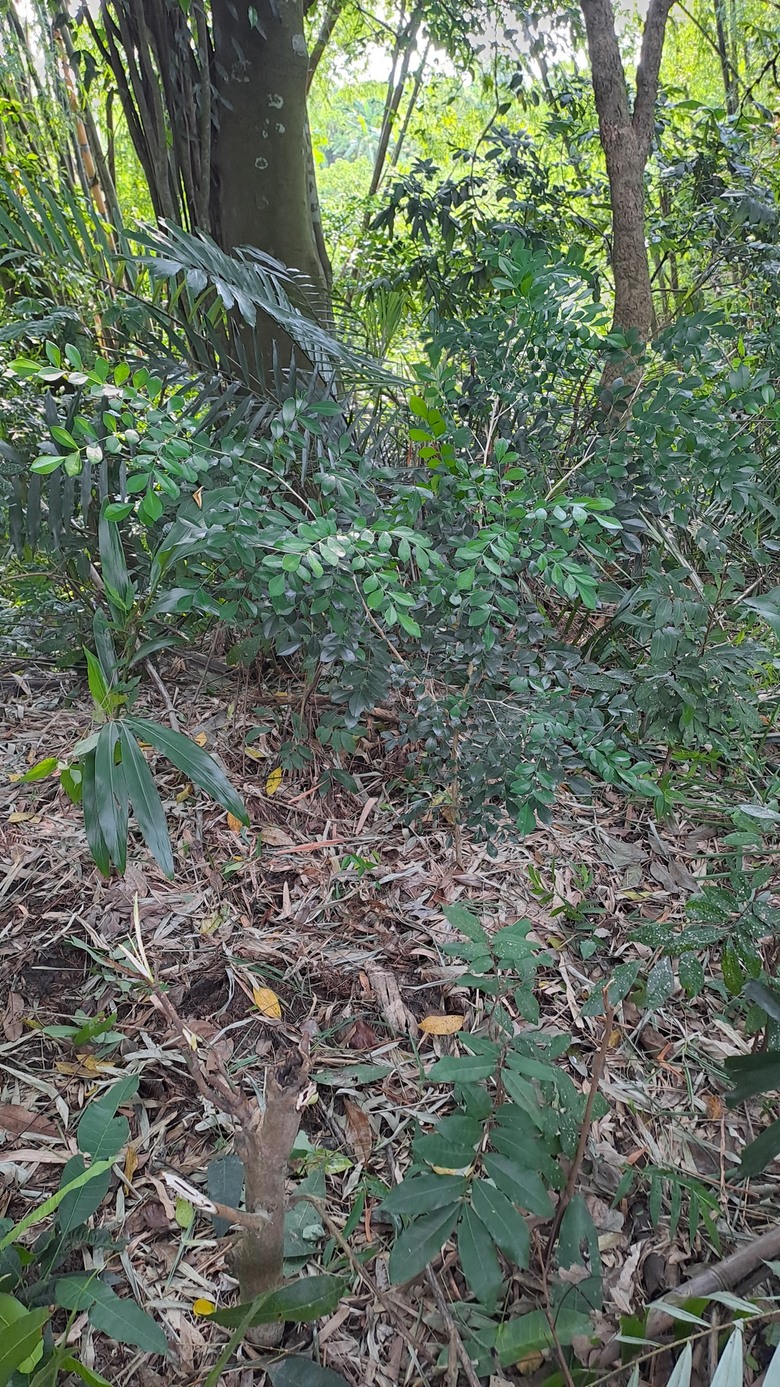 請問大家這是七里香嗎