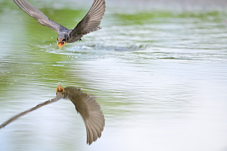 Z9+663梅雨季拍燕子，介紹落日灣、右岸濕地、鵬村濕地和鳥仔咖。加映Z6III拍燕子及崁頂生態公園。