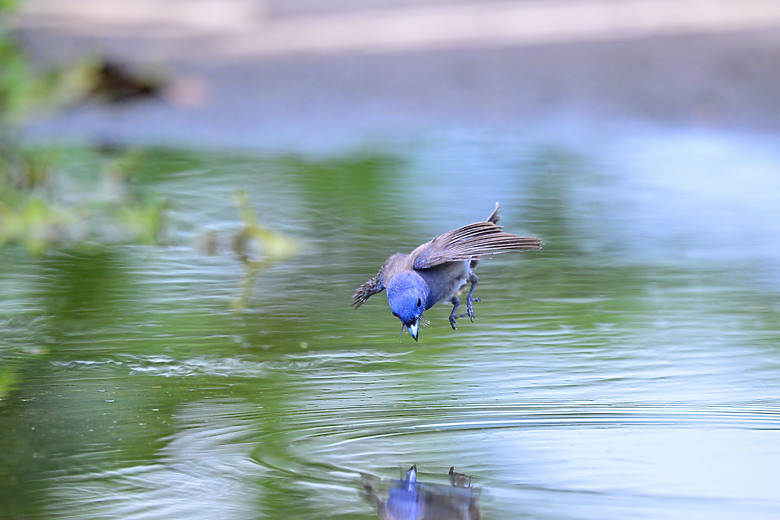 Z9+663梅雨季拍燕子，介紹落日灣、右岸濕地、鵬村濕地和鳥仔咖。加映Z6III拍燕子及崁頂生態公園。