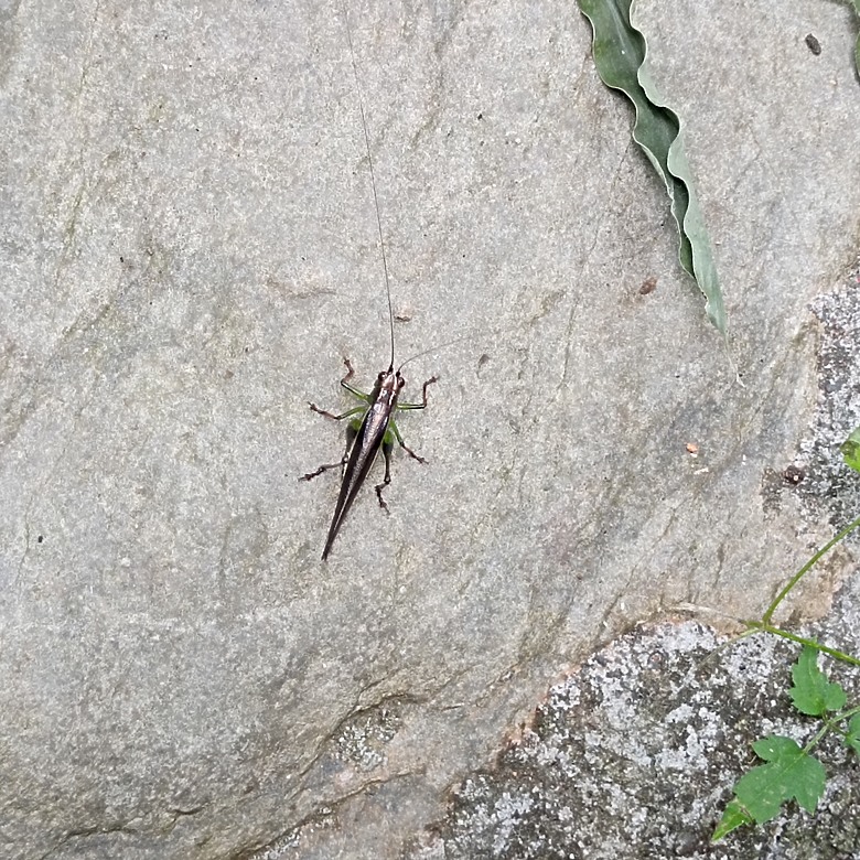 點我看大圖 豐原公老坪蜈蚣崎登山步道,舒適遼闊低難度的登山步道