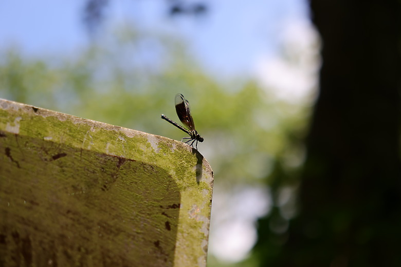 點我看大圖 Sigma 18-50mm f/2.8 DC DN 評測報告 ft. EOS R7 |前進 RF-Mount 的試金石、APS-C 玩家首選!