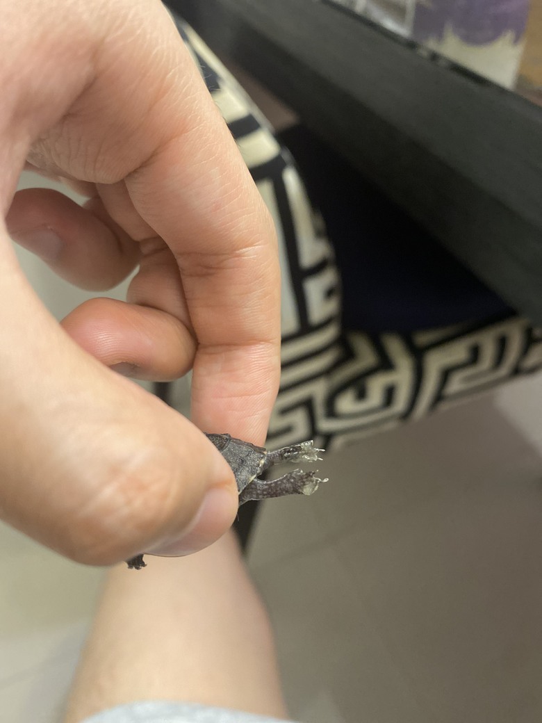 我的小烏龜好像快不行了