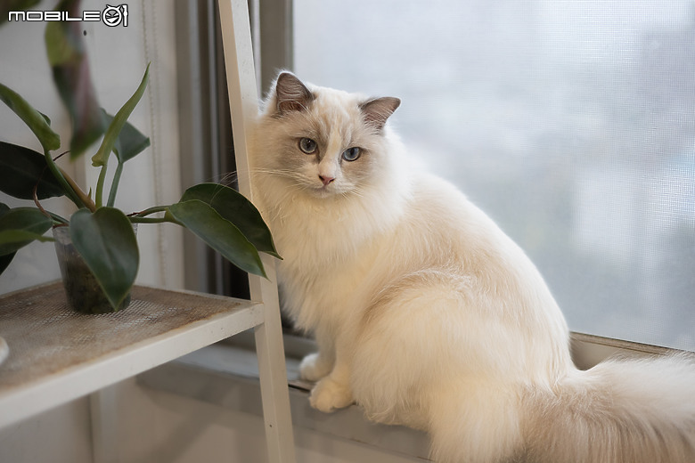Canon R6II+RF50 1.8貓咪拍攝分享