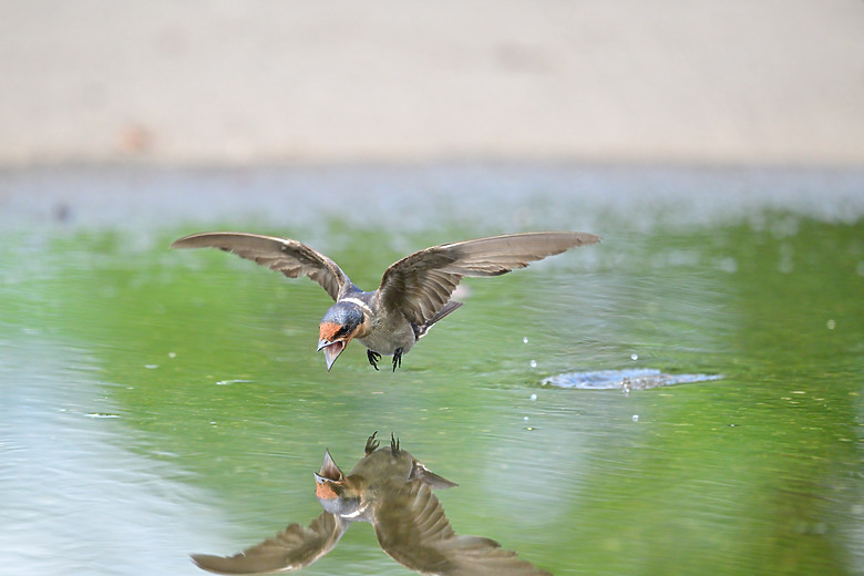 Z9+663梅雨季拍燕子，介紹落日灣、右岸濕地、鵬村濕地和鳥仔咖。加映Z6III拍燕子及崁頂生態公園。