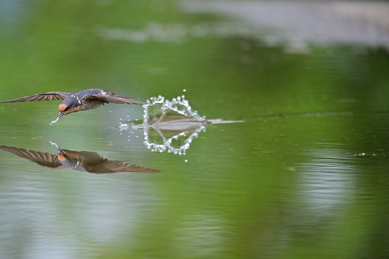Z9+663梅雨季拍燕子，介紹落日灣、右岸濕地、鵬村濕地和鳥仔咖。加映Z6III拍燕子及崁頂生態公園。
