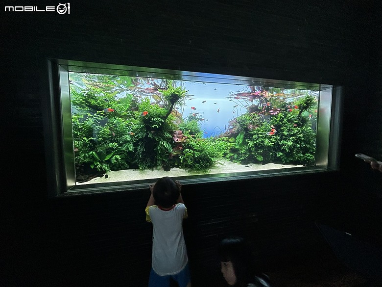 東京之旅｜東京晴空塔下的神祕的海洋奇妙冒險：墨田水族館一遊