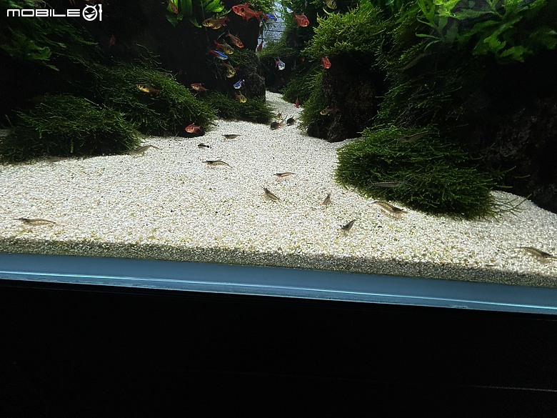 東京之旅｜東京晴空塔下的神祕的海洋奇妙冒險：墨田水族館一遊