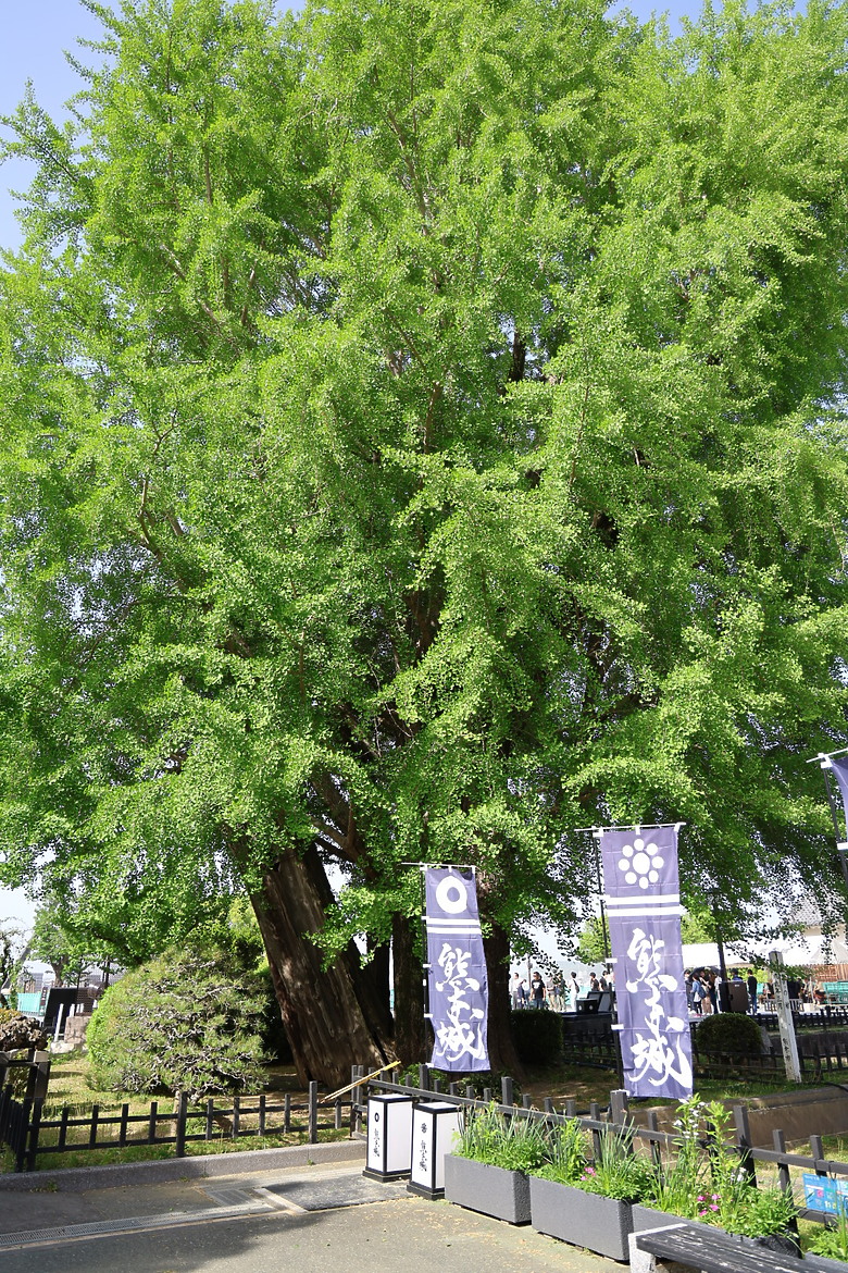 點我看大圖 北九州八天七夜自由行--福岡 /門司港 /由布院 /別府 /熊本 /柳川 /太宰府 /海之中道