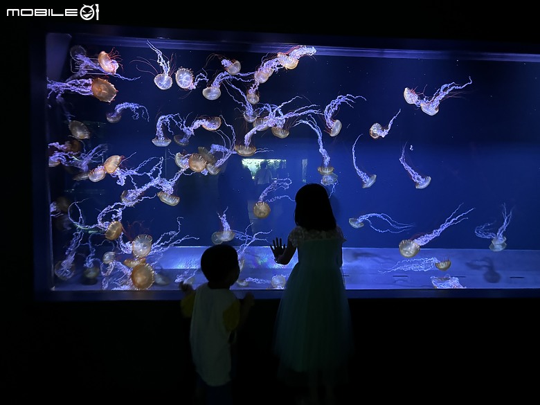 東京之旅｜東京晴空塔下的神祕的海洋奇妙冒險：墨田水族館一遊