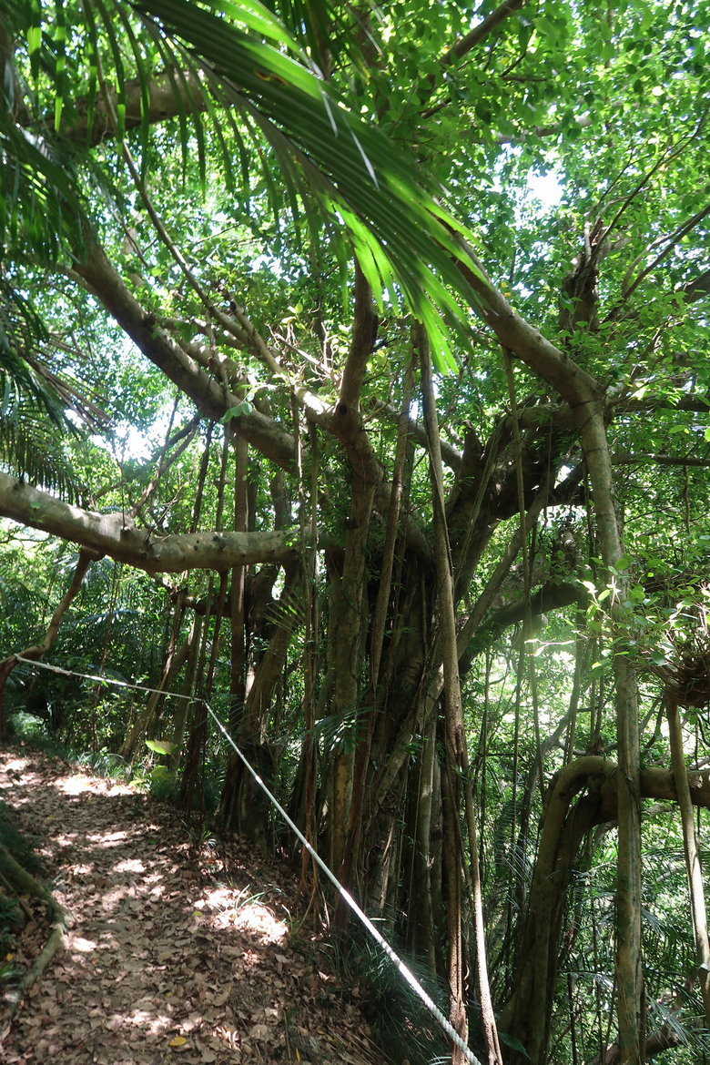 點我看大圖 【帽子山】夏天沒事千萬不要去爬屏東郊山 | 熱到快中暑 | 雙流國家森林遊樂區最高峰