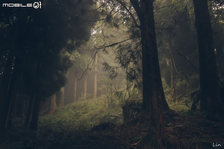 出遊分享 Canon EOS R8 ( 阿里山遊記)