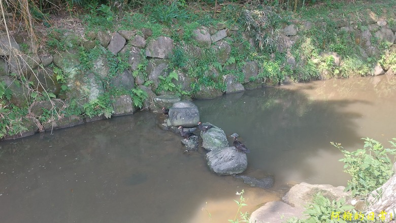 [2024 台北大縱走第四段] 風櫃口 → 大湖公園捷運站｜梅花山、圓覺瀑布、大溝溪畔