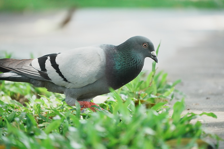 點我看大圖 Tamron 28-300mm f/4-7.1 Di III VC VXD(A074)評測報告|制霸無反、10.7x 旅遊鏡捲土重來!