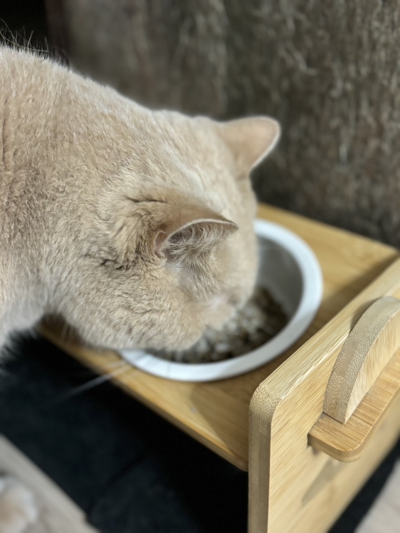貓咪一年健檢一次真的很重要！