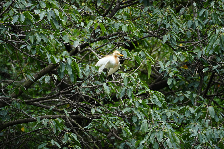 點我看大圖 Tamron 28-300mm f/4-7.1 Di III VC VXD(A074)評測報告|制霸無反、10.7x 旅遊鏡捲土重來!