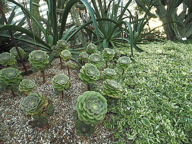 濱海灣花園 雲霧林(Cloud Forest)、花穹(Flower Dome) 及《莫內印象(Impressions of Monet)》特展、擎天樹叢(Supertree Grove)的《花園狂想曲(Garden Rhapsody)》聲光秀、遊園導覽車(Audio Tour)、Jurassic Nest FoodHall中的Hawker Chan燒肉飯,及金沙酒店《幻彩生輝(Spectra- A Light and Water)》燈光秀 — 赤道三國文化休閒行旅 之 新加坡篇 第五回 濱海灣花園