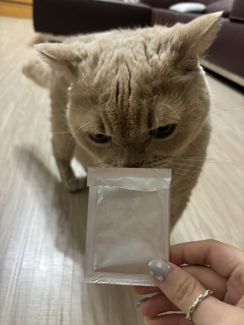 貓咪一年健檢一次真的很重要！