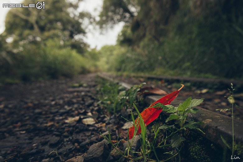 出遊分享 Canon EOS R8 ( 阿里山遊記)