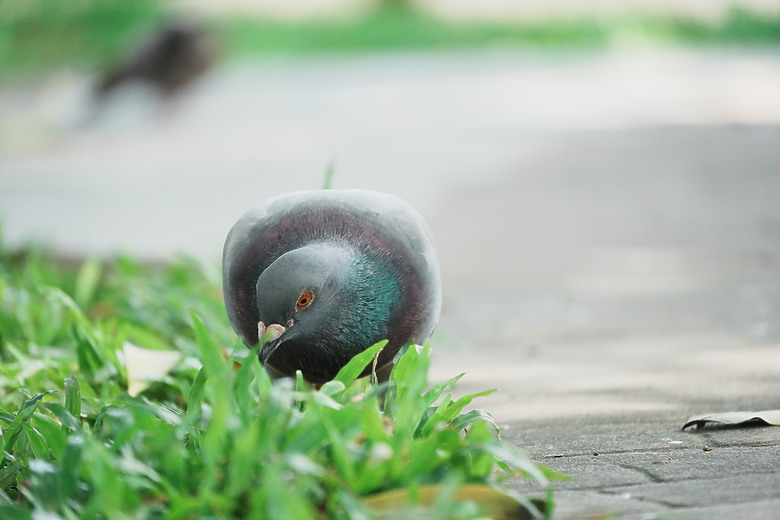 點我看大圖 Tamron 28-300mm f/4-7.1 Di III VC VXD(A074)評測報告|制霸無反、10.7x 旅遊鏡捲土重來!