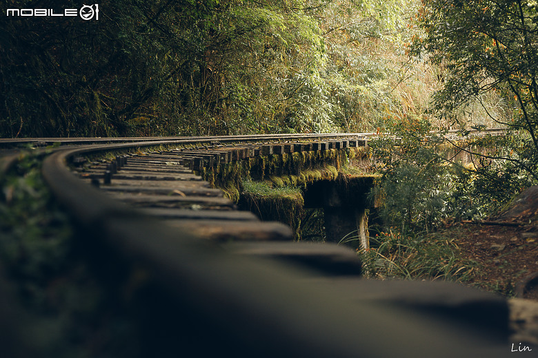 出遊分享 Canon EOS R8 ( 阿里山遊記)