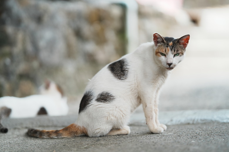 點我看大圖 Sony FE 85mm f/1.4 GM II 新舊對決|輕巧有感、畫質/對焦再精進!
