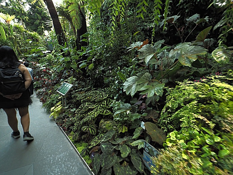 濱海灣花園 雲霧林(Cloud Forest)、花穹(Flower Dome) 及《莫內印象(Impressions of Monet)》特展、擎天樹叢(Supertree Grove)的《花園狂想曲(Garden Rhapsody)》聲光秀、遊園導覽車(Audio Tour)、Jurassic Nest FoodHall中的Hawker Chan燒肉飯,及金沙酒店《幻彩生輝(Spectra- A Light and Water)》燈光秀 — 赤道三國文化休閒行旅 之 新加坡篇 第五回 濱海灣花園